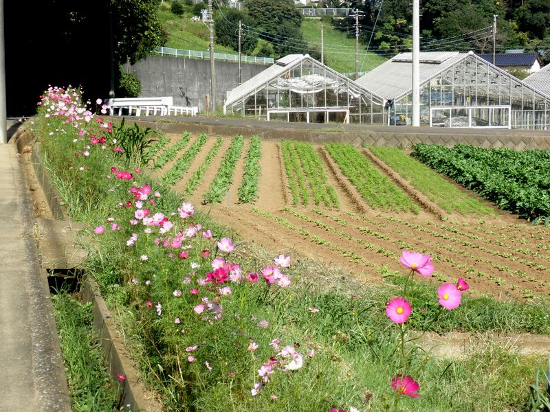 道路わきにコスモスが続く