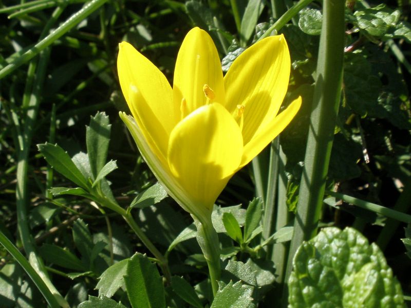 秋咲きのクロッカス？