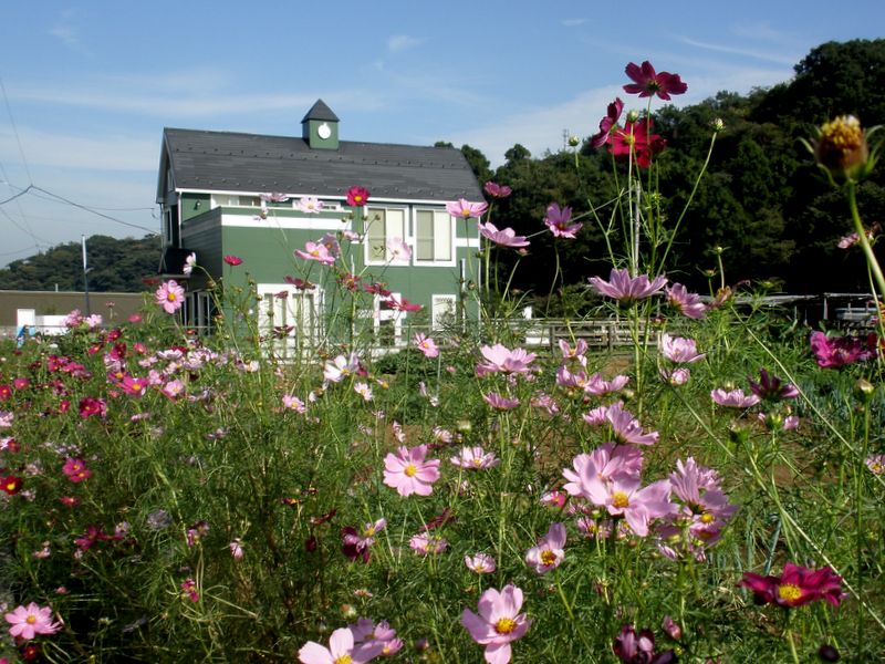 コスモスの花は終盤