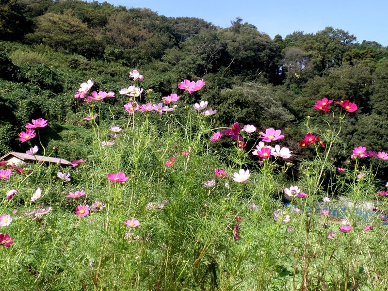 園芸種のコスモスも混じる
