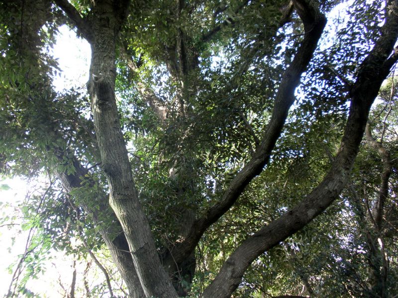 大きなスダジイ