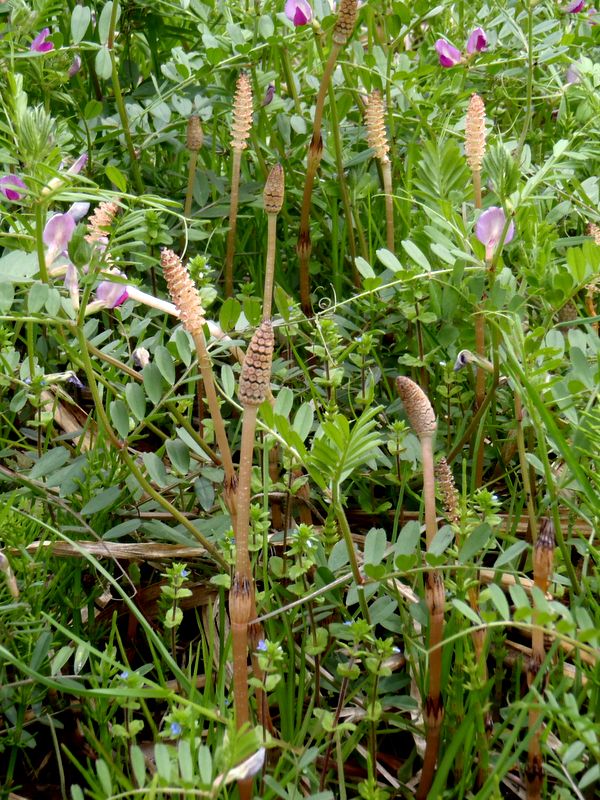 カラスノエンドウとツクシ