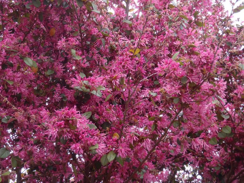 トキワマンサク