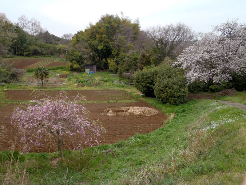 山上集落の雰囲気