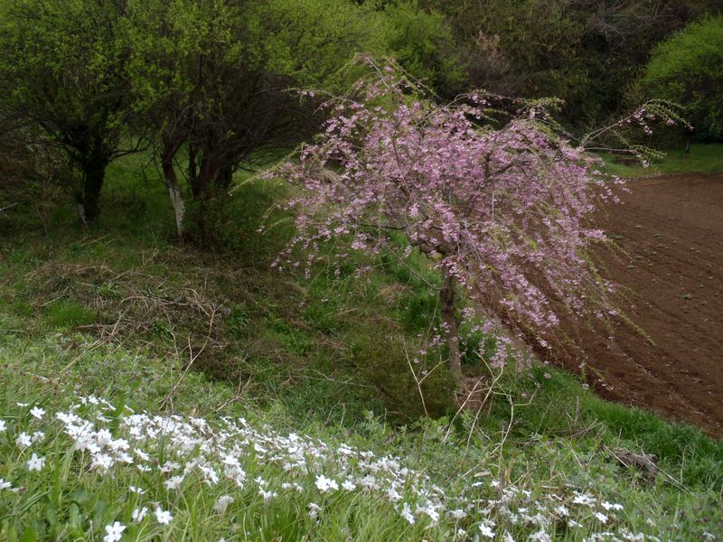 シダレザクラとハナニラ