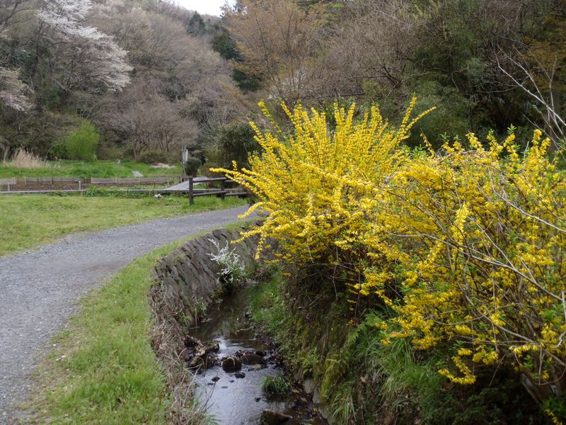 瀬上川小川アメニティ