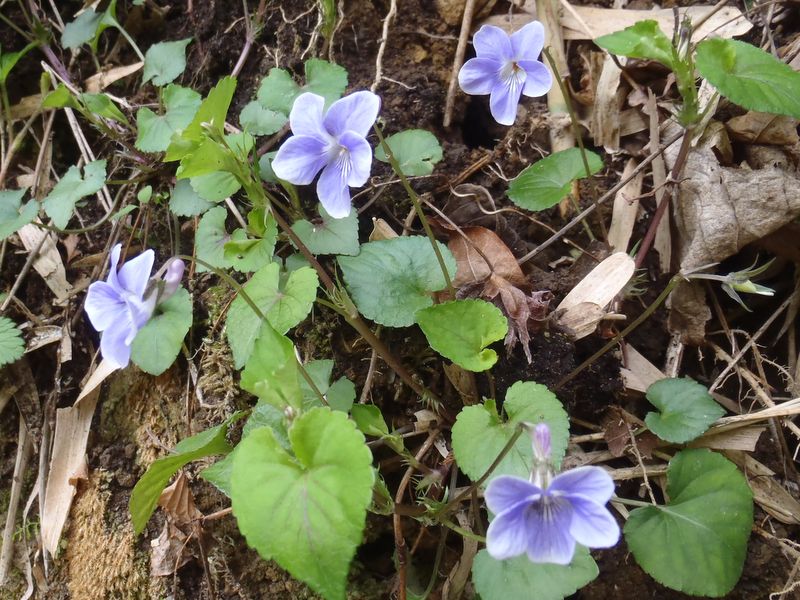 タチツボスミレ