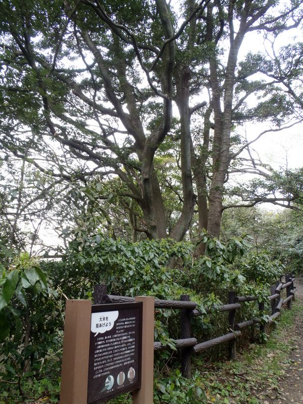 大きなタブノキ