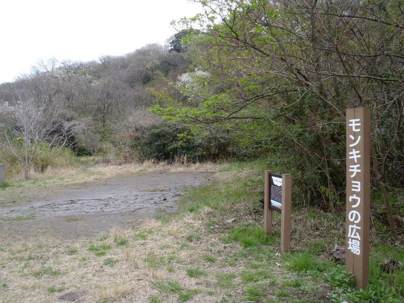 モンキチョウの広場