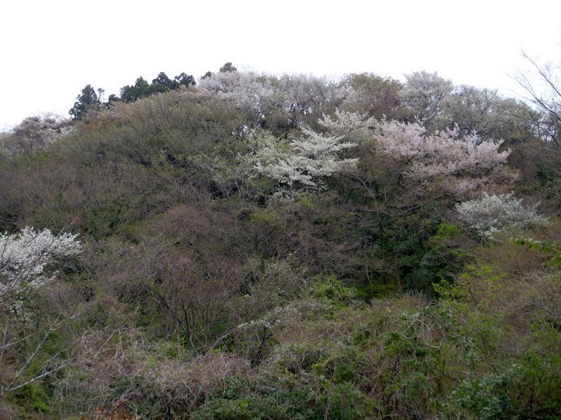 明日は本降りの雨