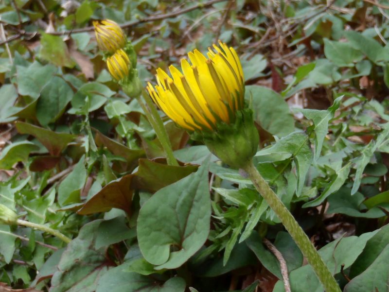 「タンポポの道」