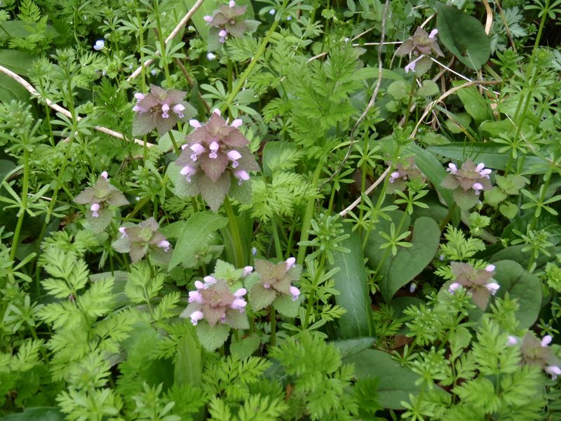 何種類の植物があるだろう？