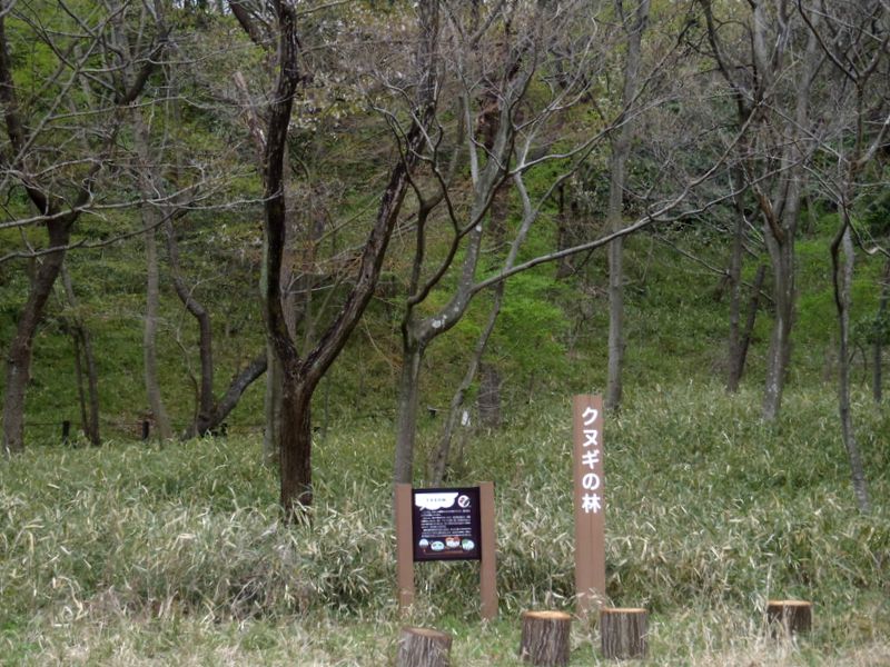 「クヌギの林」