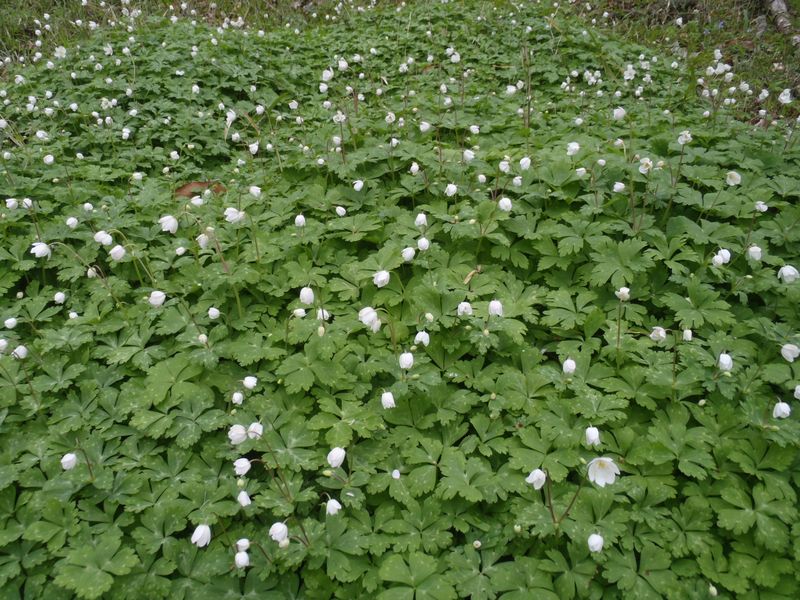 ニリンソウの小群落