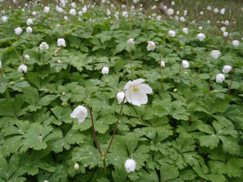 だからニリンソウ！