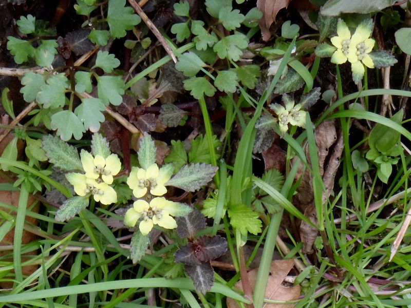 ヨゴレネコノメ