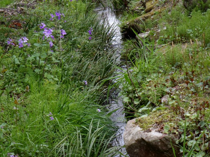 いたち川小川アメニティ