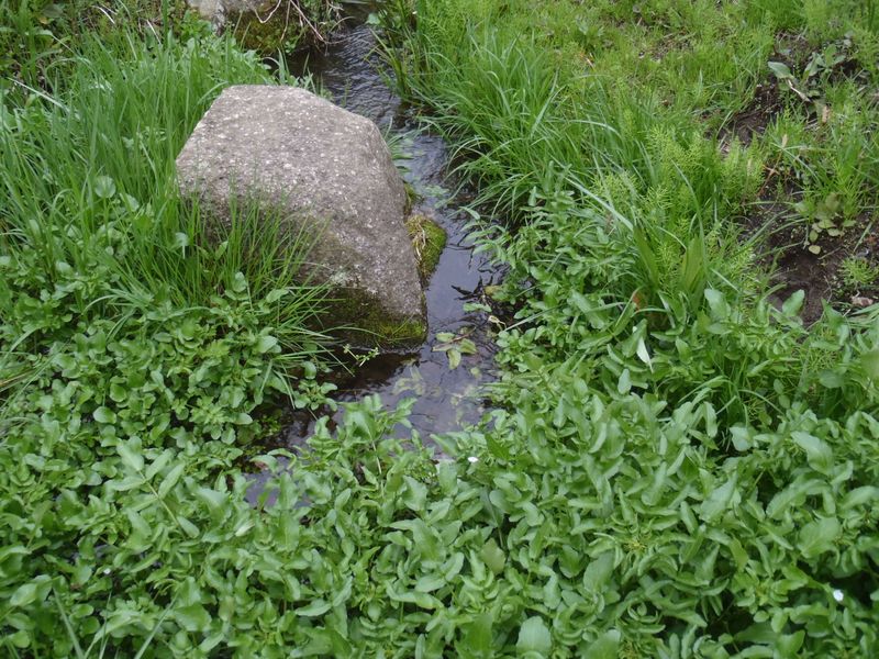 クレソンもあるぞ！