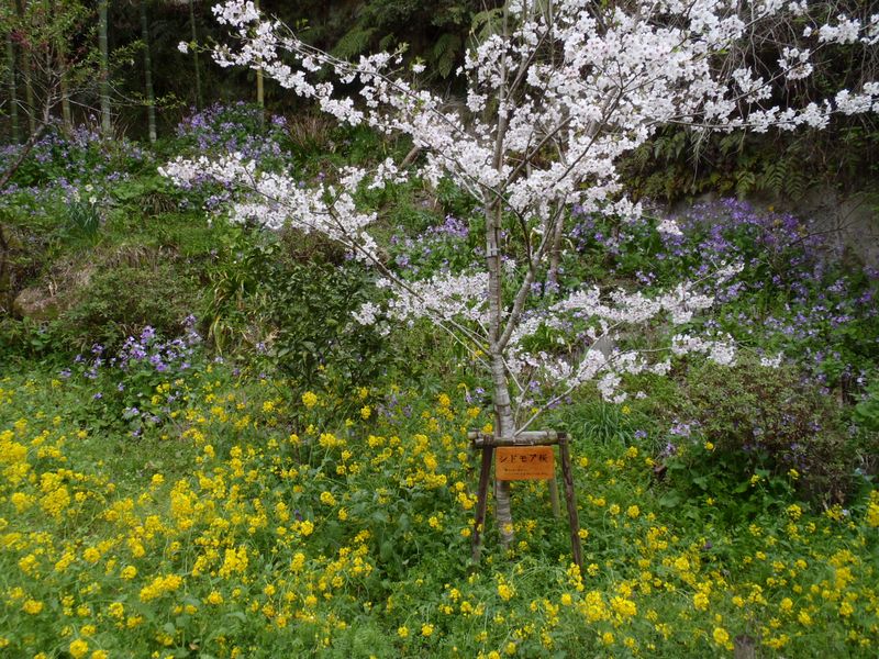 「シドモア桜」