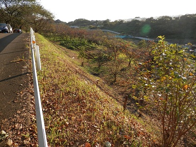 町田フットパス：岡上営農団地