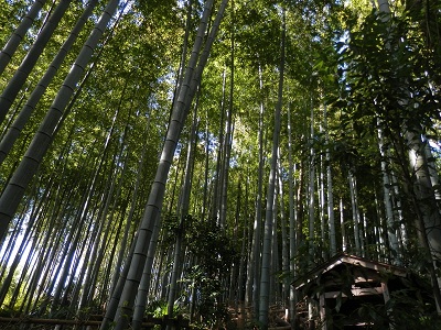 町田フットパス：竹林