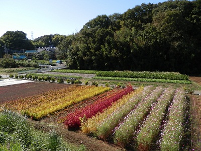 町田フットパス：コスモス畑と鶏頭畑