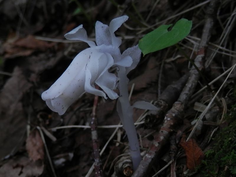 ギンリョウソウ