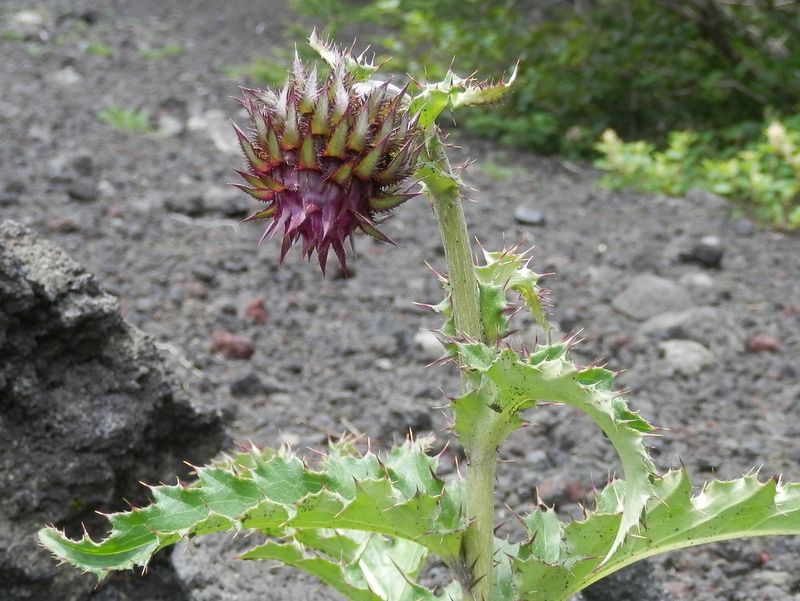 もうじき咲きそうなフジアザミ