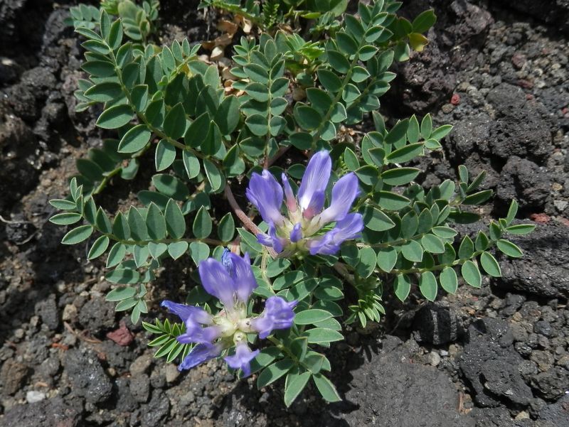 ムラサキモメンヅル