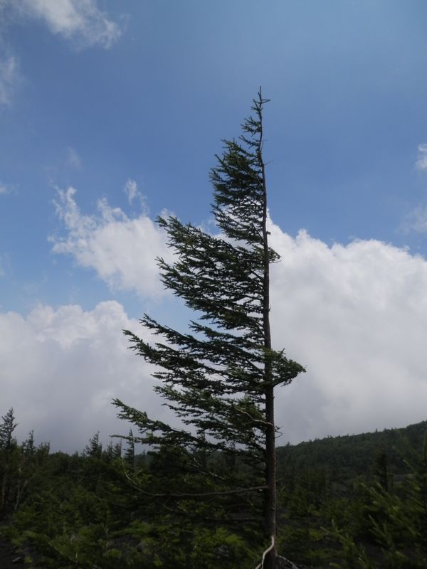 枝が全部山麓側を向いている