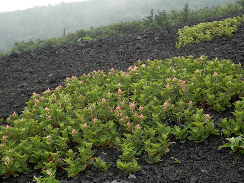 赤花のイタドリの島