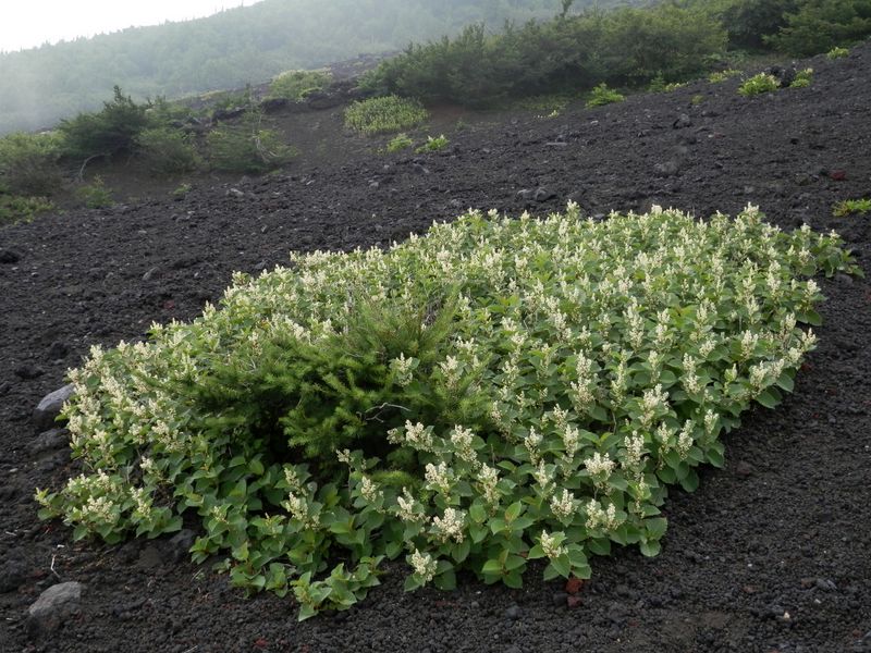 白花のイタドリの島