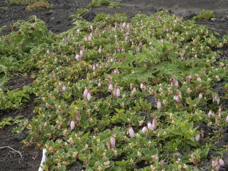 イタドリとヤマホタルブクロとフジアザミの島