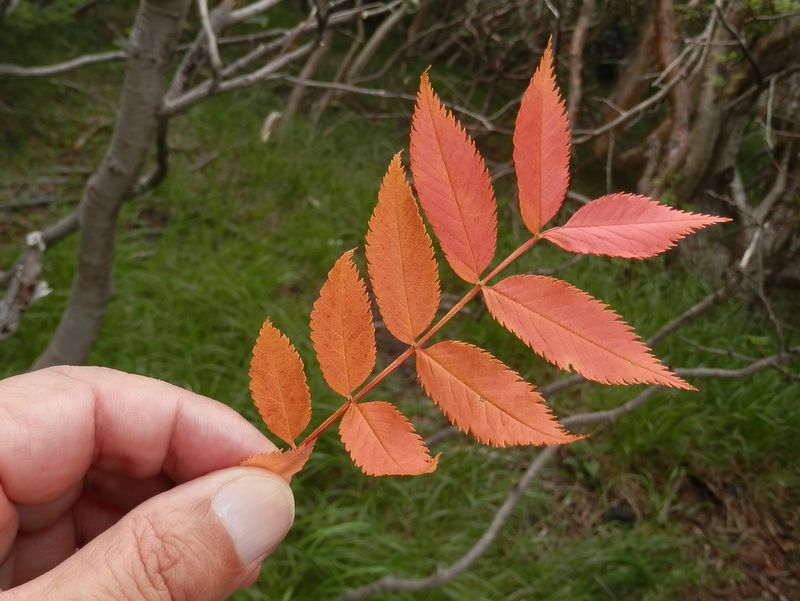 早くも秋の色？