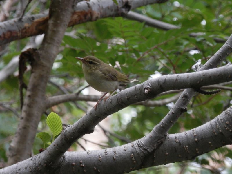 ウグイスかな？ かわいいポーズ
