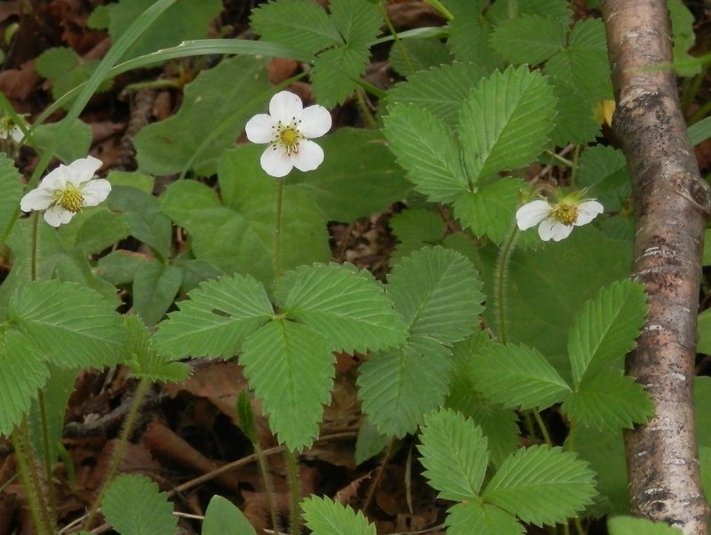 シロバナノヘビイチゴ