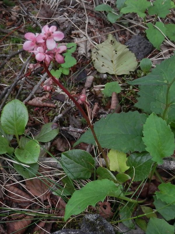 ベニバナイチヤクソウ