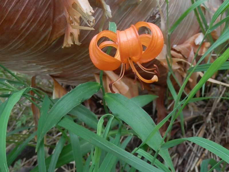 斑のないクルマユリ