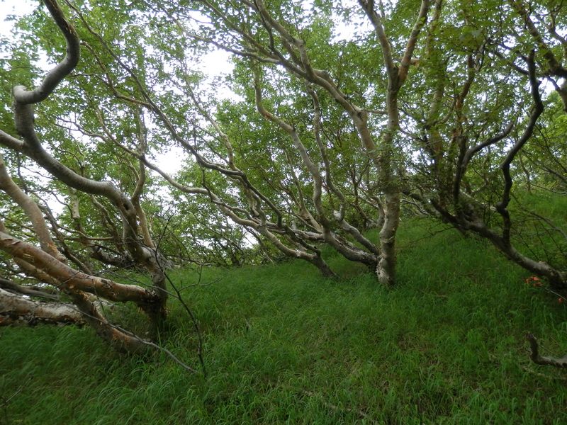 涼風が漂う、ダケカンバの林