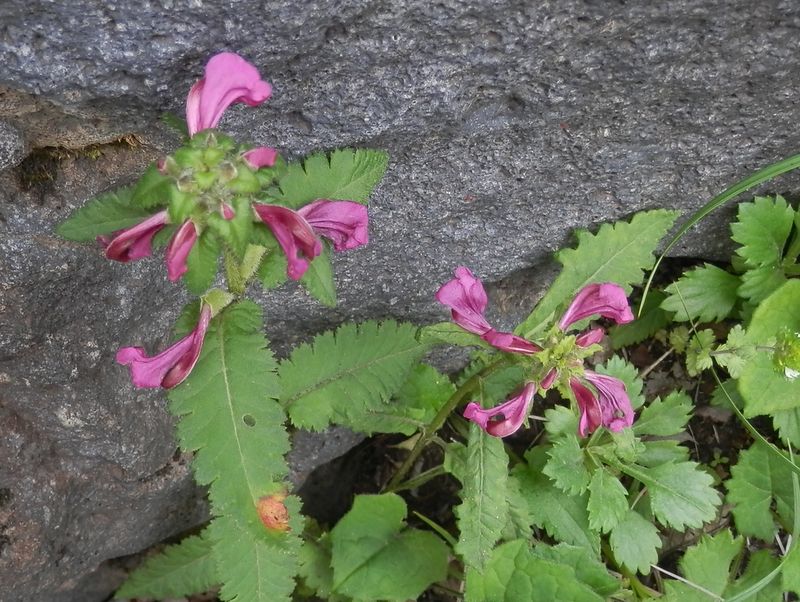 トモエシオガマ