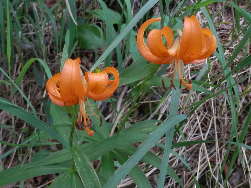 斑のあるクルマユリ