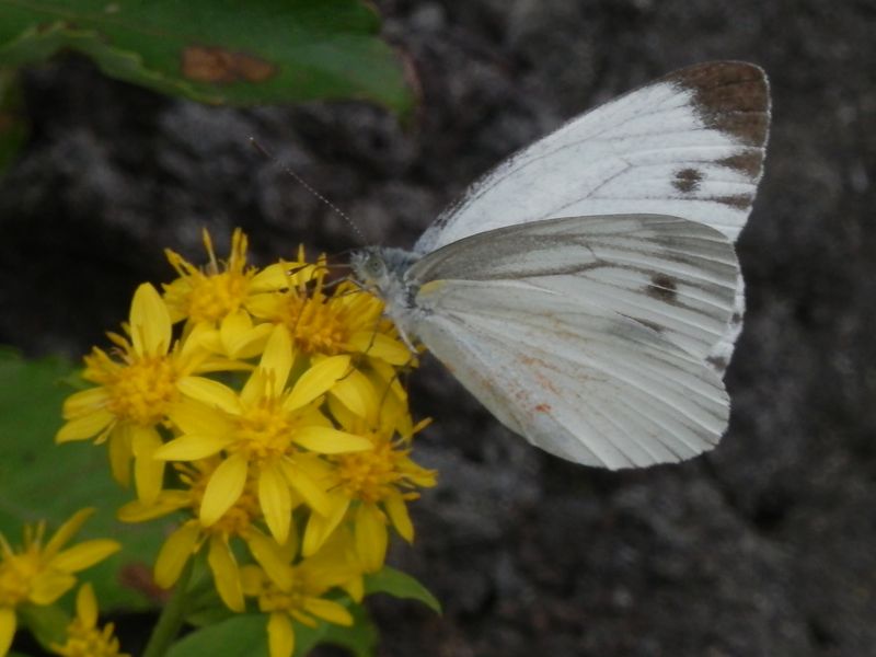 ヤマトスジグロシロチョウ