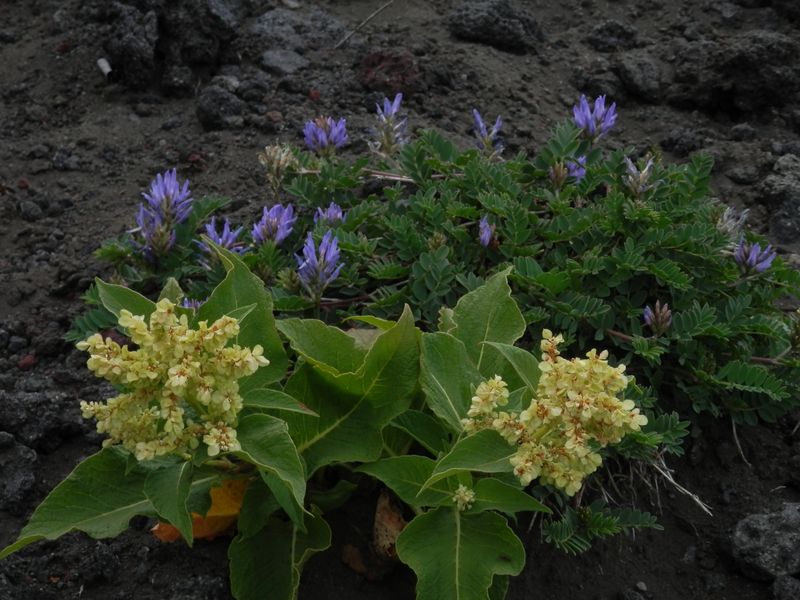 オンタデとムラサキモメンヅル