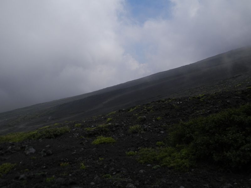 潅木は見られなくなった