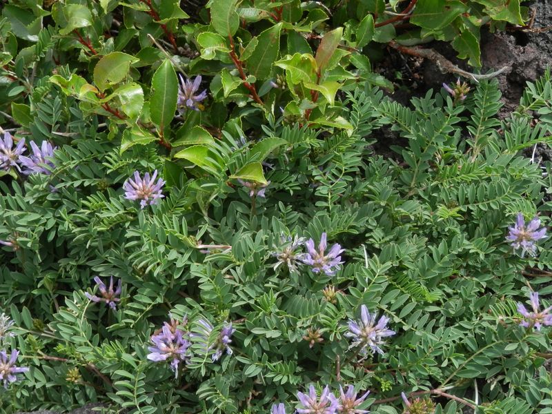 小さな植物が、少しずつ土を作り続ける