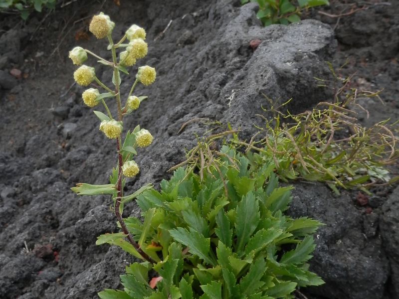 ミヤマオトコヨモギ
