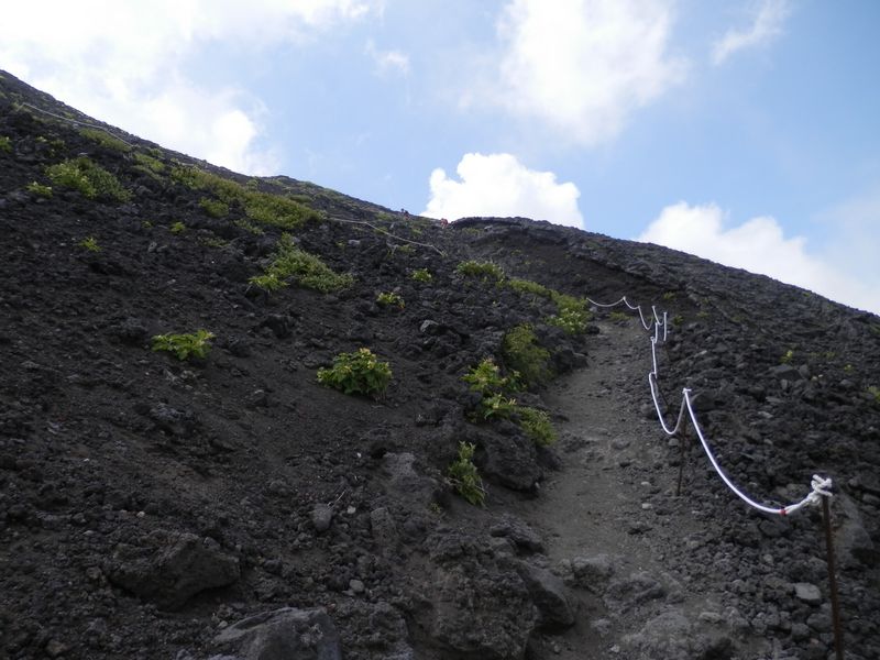 植物はほとんどオンタデばかり