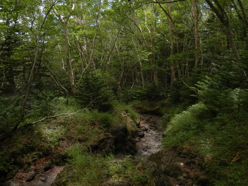 富士山 -- 緑の森に戻って来た