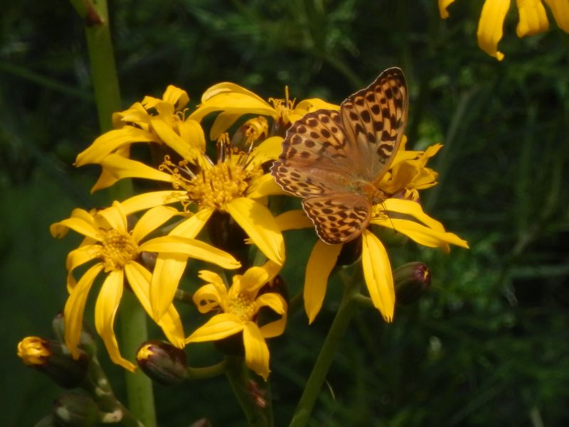 ミドリヒョウモン（♀）