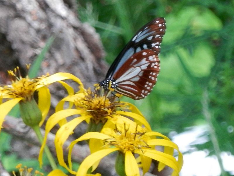 アサギマダラ（五合目）